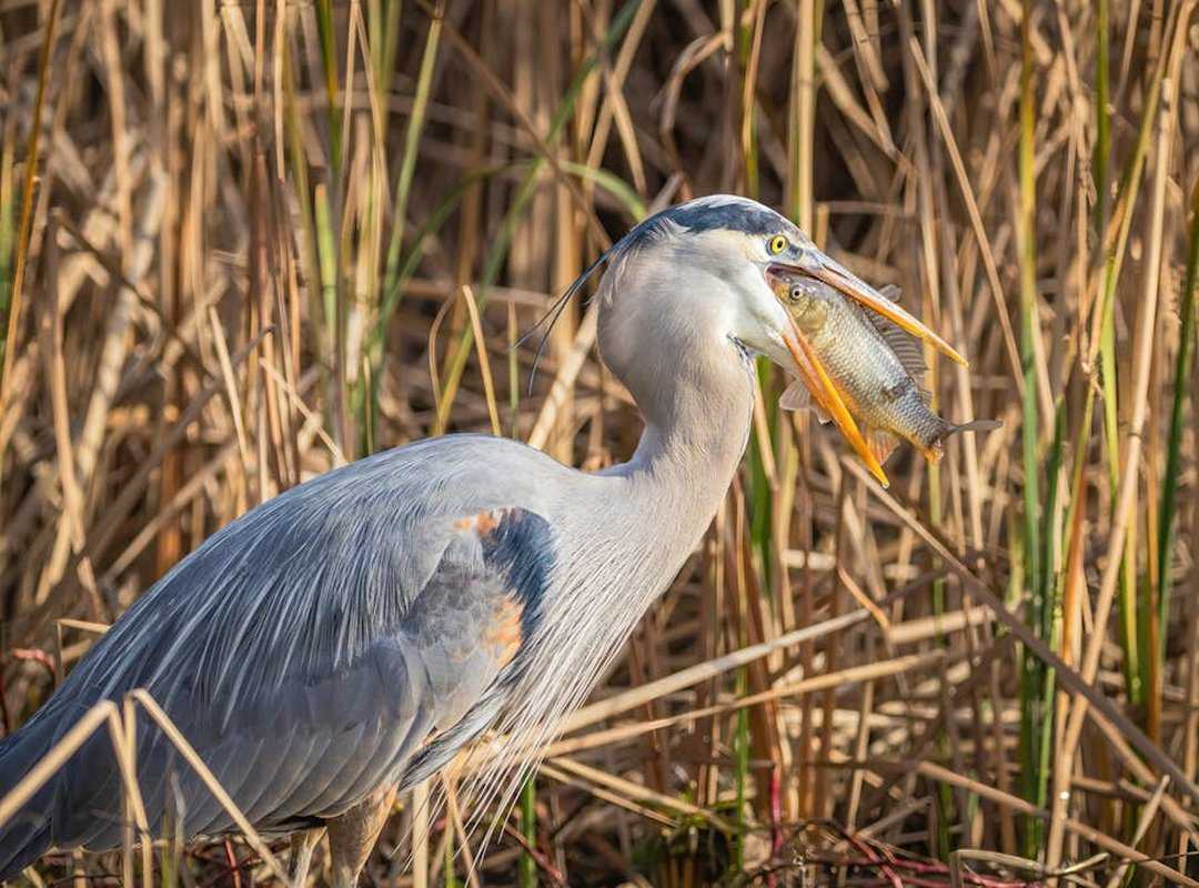 conservation news highlights