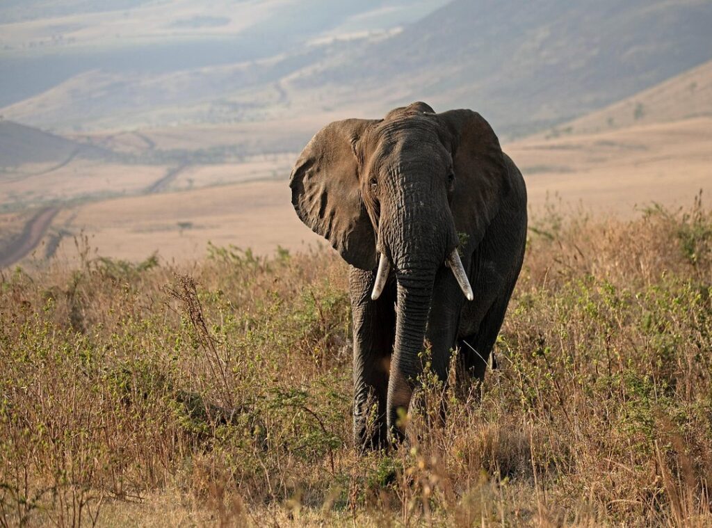 wildlife protection policies